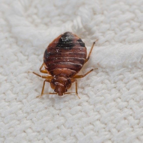 Bed Bugs, Pest Control in Redbridge, IG4. Call Now! 020 8166 9746
