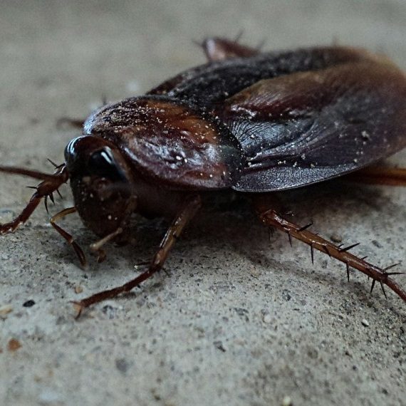 Cockroaches, Pest Control in Redbridge, IG4. Call Now! 020 8166 9746