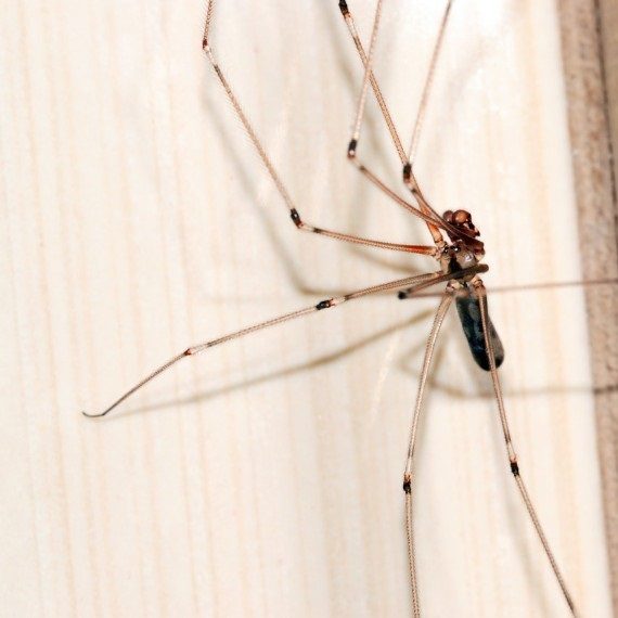 Spiders, Pest Control in Redbridge, IG4. Call Now! 020 8166 9746