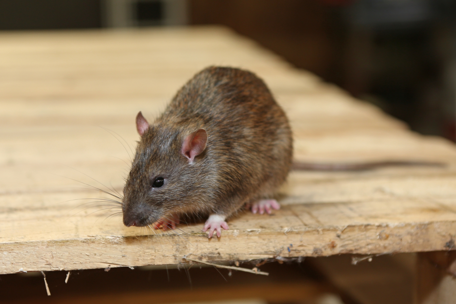 Rat Infestation, Pest Control in Redbridge, IG4. Call Now 020 8166 9746