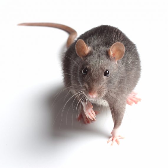 Rats, Pest Control in Redbridge, IG4. Call Now! 020 8166 9746