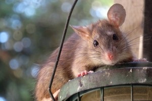 Rat extermination, Pest Control in Redbridge, IG4. Call Now 020 8166 9746