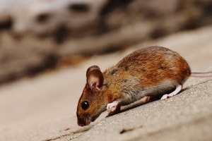 Mouse extermination, Pest Control in Redbridge, IG4. Call Now 020 8166 9746