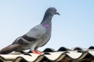 Pigeon Pest, Pest Control in Redbridge, IG4. Call Now 020 8166 9746