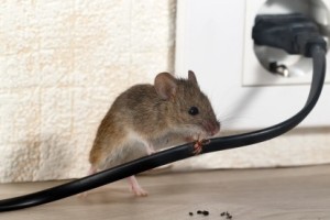 Mice Control, Pest Control in Redbridge, IG4. Call Now 020 8166 9746