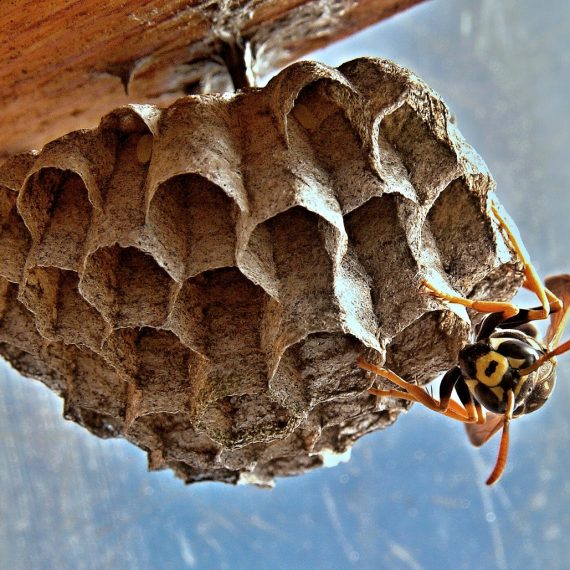 Wasps Nest, Pest Control in Redbridge, IG4. Call Now! 020 8166 9746
